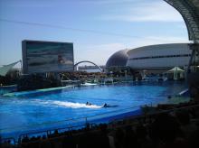 名古屋港水族館　イルカのパフォーマンスショー